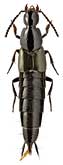 Staphylinidae: Philonthus carbonarius (Grav.)
