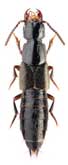 Staphylinidae: Philonthus rectangulus Sharp, 1874