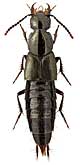 Staphylinidae: Philonthus tenuicornis Muls. et Rey