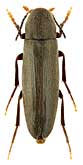 Melandryidae: Phloiotrya obscura Lewis