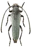 Cerambycidae: Phytoecia aspericollis Holzschuh