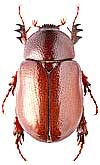 Scarabaeidae: Podalgus infantulus (Sem.)