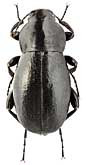 Tenebrionidae: Prosodes dilaticollis Motsch.