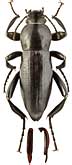 Tenebrionidae: Prosodes novemcostata Sem. (male)