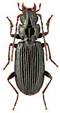 Carabidae: Sakagutia marinus Ueno