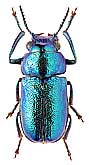 Chrysomelidae: Smaragdina chloris caucasica L. Medv.