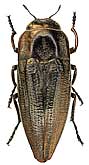 Buprestidae: Sphenoptera (Sphenoptera) manderstjernae Jakovl., 1886