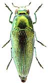 Buprestidae: Sphenoptera (Chrysoblemma) beckeri Dohrn, 1866