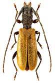 Cerambycidae: Stenhomalus bicolor (Kr.)