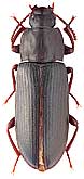 Tenebrionidae: Tenebrio angustus Zoufal
