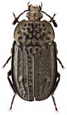 Silphidae: Thanatophilus rugosus (L.)