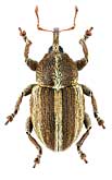 Curculionidae: Tychius albolineatus Motsch.