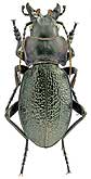 Carabidae: Carabus (Cratocephalus) solskyi