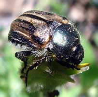 Scarabaeidae