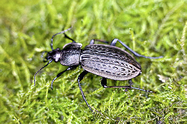 Carabidae: Carabus maeander