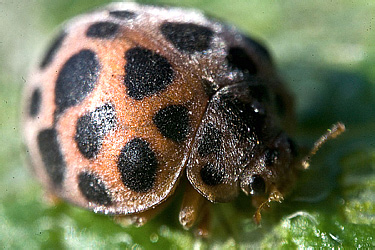 Coccinellidae: Epilachna vigintioctomaculata