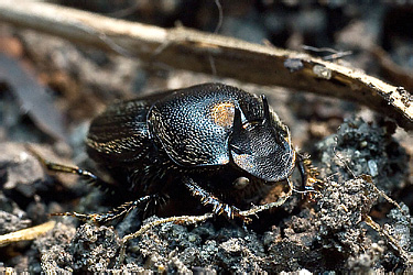 Scarabaeidae: Ontophagus bivertex