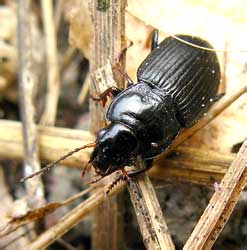 Anisodactilus binotatus (Fabricius, 1787) ? (Carabidae)