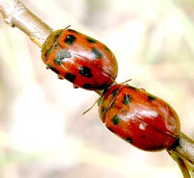 Gonioctena decemnotata (Marsham, 1802) (Chrysomelidae)