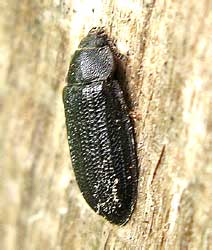 Grynocharis oblonga (Linnaeus, 1758) (Trogossitidae)