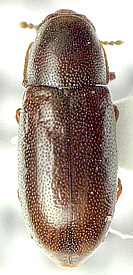 Orthocis pseudolinearis (Lohse, 1965)