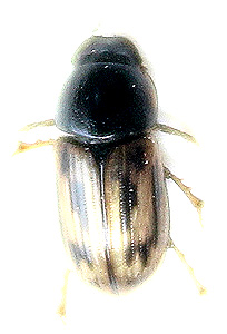Aphodius melanostictus W.Schmidt