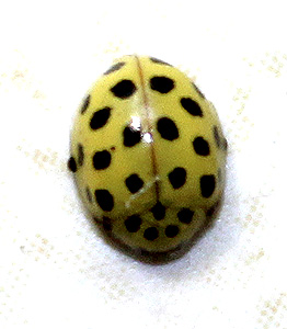 Psyllobora vigintiduopunctata L.