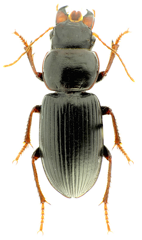 Acinopus (Oedematicus) megacephalus (P. Rossi, 1794)