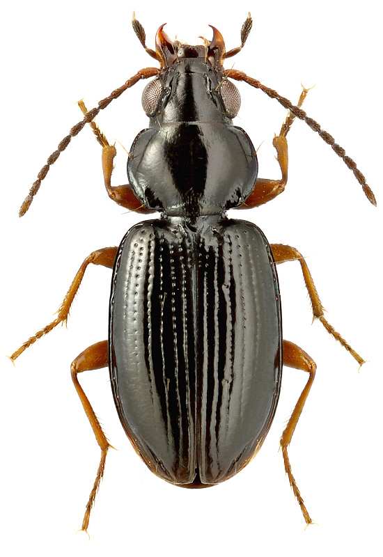 Bembidion (Philochtus) cf. neresheimeri J. Mull.