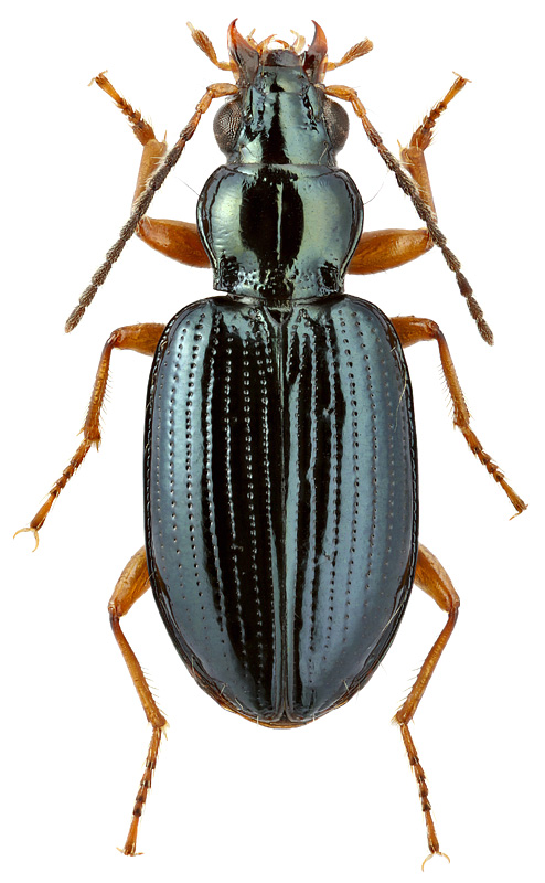 Bembidion shimoyamai Habu