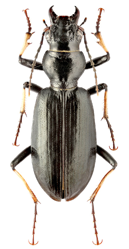 Craspedonotus margelanicus Kraatz, 1884