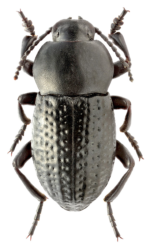 Dendarus punctatus (Serv., 1825)