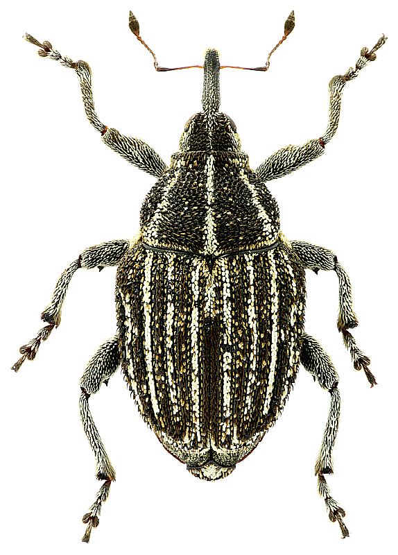 Mogulones sublineellus (C. Brisout, 1869)</b> - det. E. Colonnelli