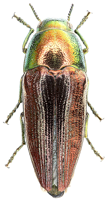 Sphenoptera (Chrysoblemma) ignita (Reitter, 1895)