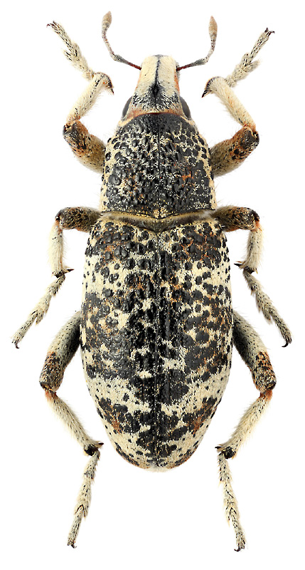 Stephanophorus verrucosus (Gebl.)