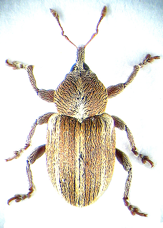 Tychius albolineatus Motschulsky, 1859 - det. .. 