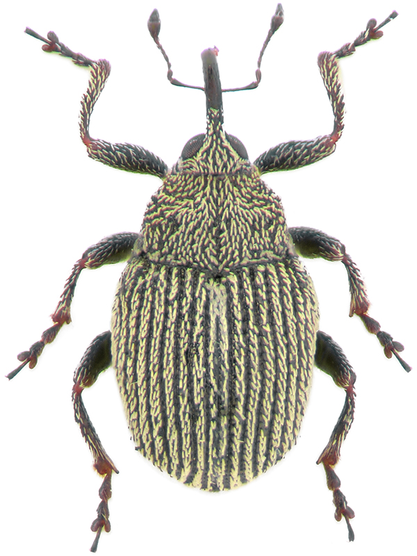 Ceutorhynchus pulvinatus Gyll.