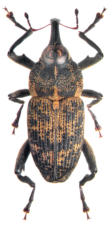 Mecopomorphus griseus Hustache