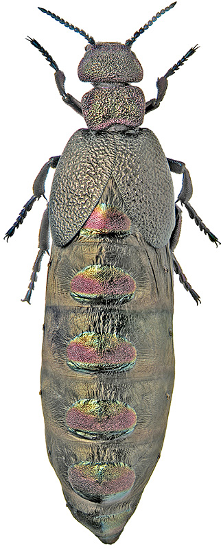 Meloe variegatus Donov.