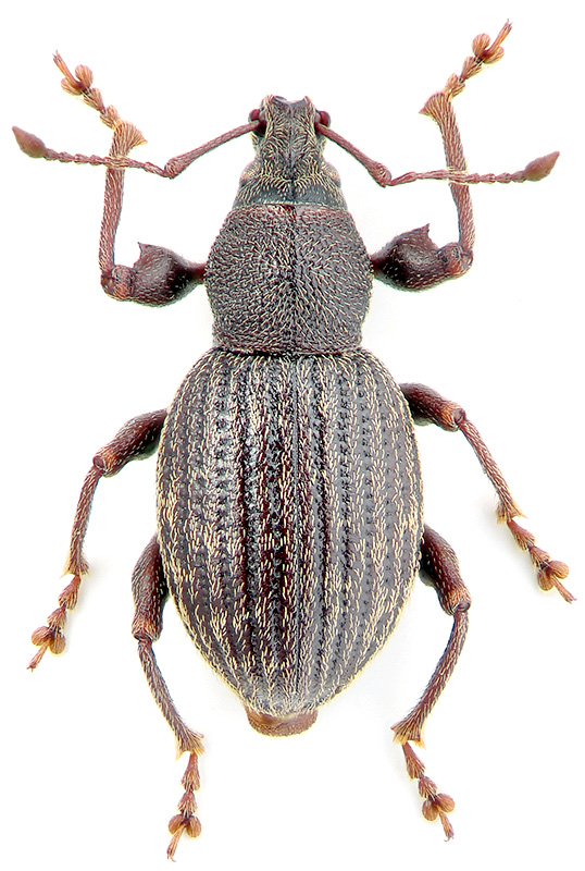 Otiorhynchus swaneticus Rtt.