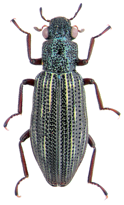 Hydrochus elongatus (Schall., 1783)