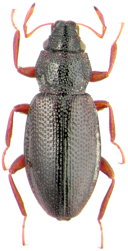 Hydraena riparia Kugellan, 1794