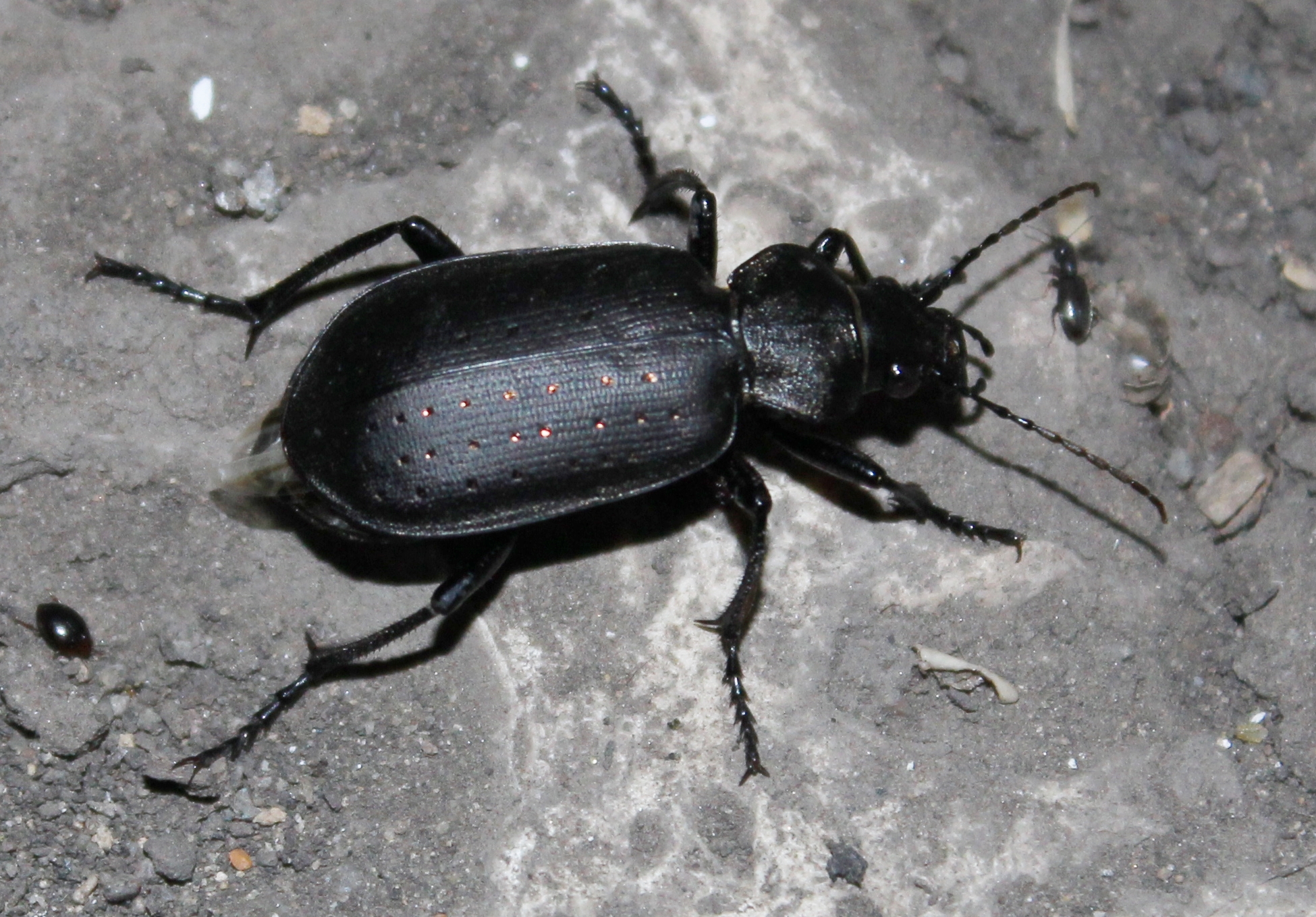 Большие черные жуки