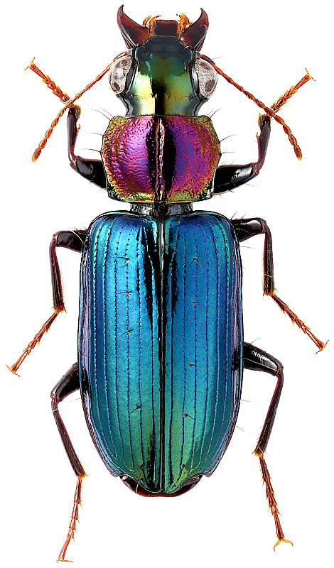 Holcoderus elongatus Saunders, 1863