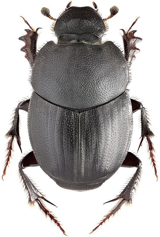 Onthophagus (Palaeonthophagus) vitulus (Fabricius, 1776); female