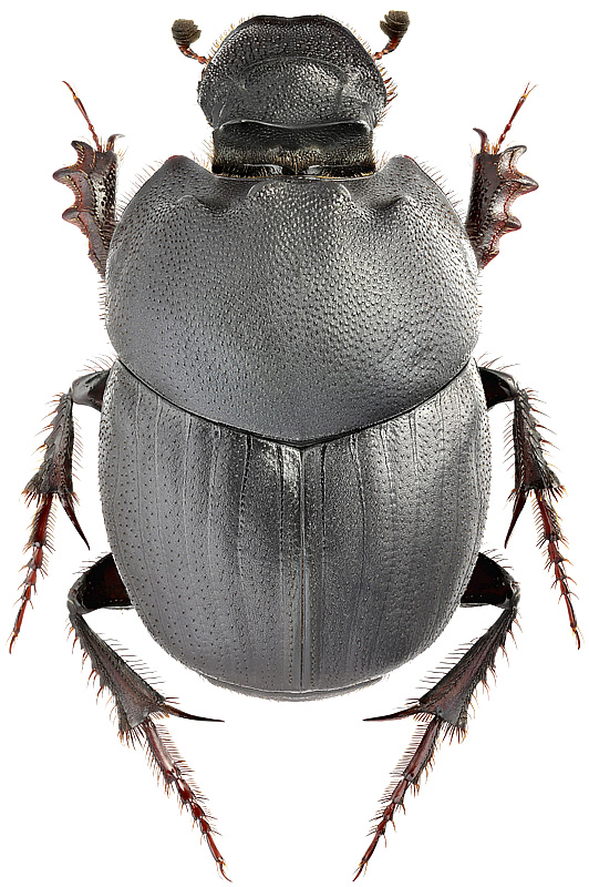 Onthophagus (Palaeonthophagus) vitulus (Fabricius, 1776); male