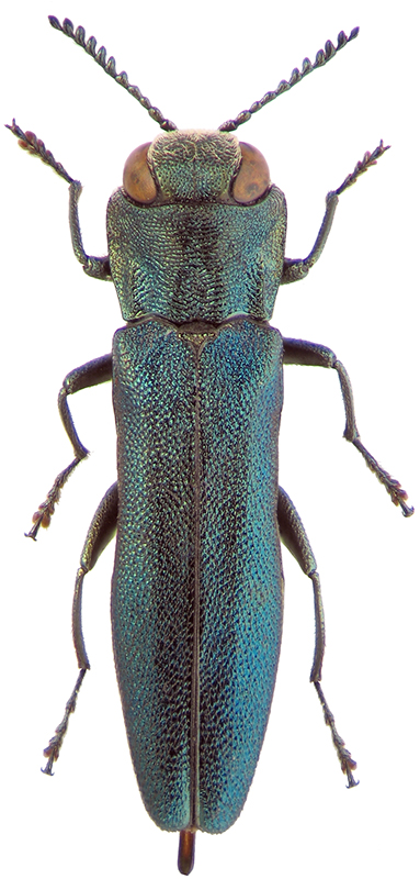 Agrilus laticornis Ill.