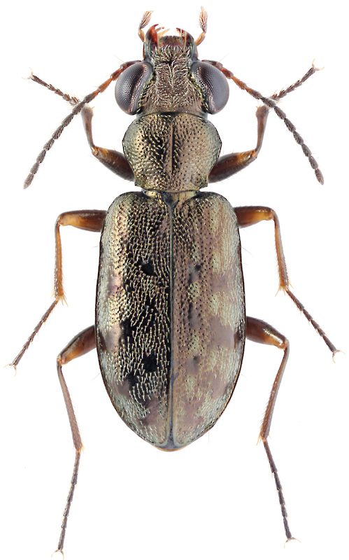 Asaphidion semilucidum (Motschulsky, 1862 )