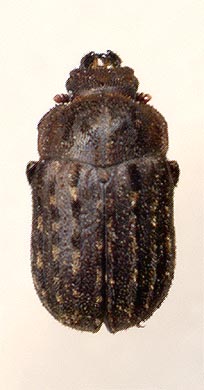 Aesalus ulanovskii, male