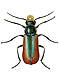 Soft-winged flower beetles (Malachiidae)